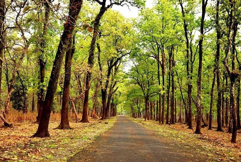 Dense forest region popular for wildlife safari, elephant sightings, and adventurous jungle stays.