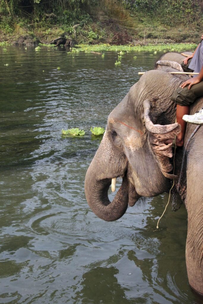 Famous wildlife destination offering jungle safaris, river activities, and rare wildlife experiences.